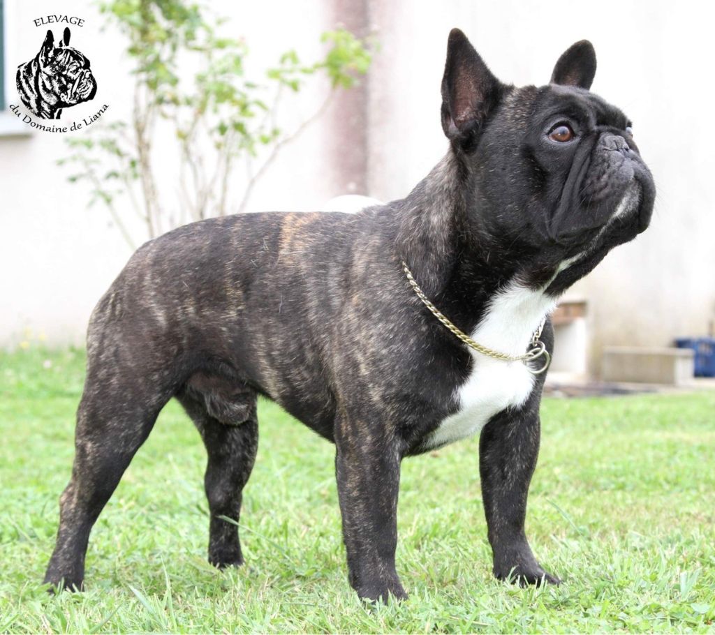 Samourai king love Du domaine de liana